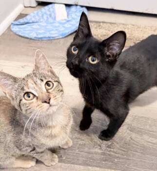 Rescue American Shorthair Cats for Adoption in Philadelphia, Pennsylvania - Camilla And Fozzie | PetCurious