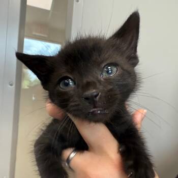 Domestic Short Hair Cats Available for Adoption in Sand Springs, Oklahoma - Raven Litter 3 | PetCurious