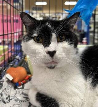Domestic Short Hair Cats Available for Adoption in Newport, Kentucky - Flynn | PetCurious
