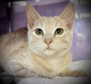 CRIMP* -  Domestic Short Hair Cat for Adoption in Santa Cruz, California - CRIMP* | PetCurious