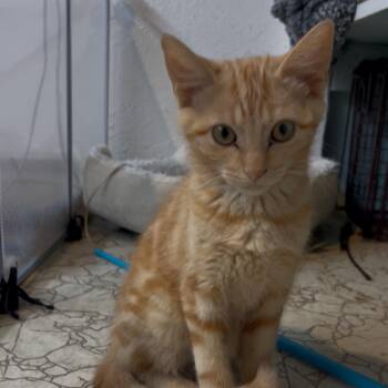 Mitten -  Domestic Short Hair Cat for Adoption in South Elgin, Illinois - Mitten | PetCurious