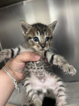 Rescue Domestic Short Hair Cats for Adoption in Houston, Texas - Noel | PetCurious