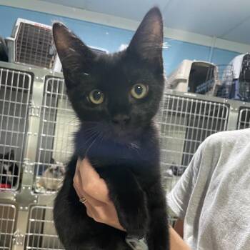 Phoebe -  Domestic Short Hair Cat for Adoption in Newport, North Carolina - Phoebe | PetCurious