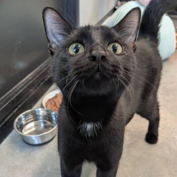 Watson -  Domestic Short Hair Cat for Adoption in Evanston, Illinois - Watson | PetCurious