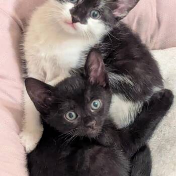 Domestic Short Hair Cats Available for Adoption in Austin, Texas - Vroom Vroom 3 | PetCurious