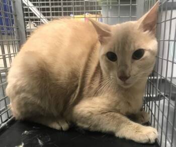 A429175 -  Domestic Short Hair Cat for Adoption in Conroe, Texas - A429175 | PetCurious