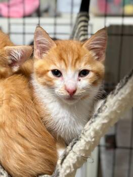 Ophelia -  Domestic Short Hair Cat for Adoption in Thompson Falls, Montana - Ophelia | PetCurious