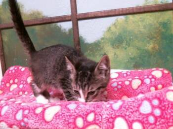 VIOLET -  Domestic Short Hair Cat for Adoption in Houston, Texas - VIOLET | PetCurious