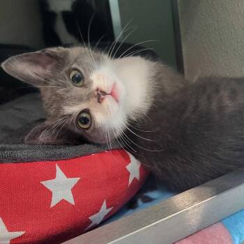 V8 -  Domestic Short Hair Cat for Adoption in Chattanooga, Tennessee - V8 | PetCurious