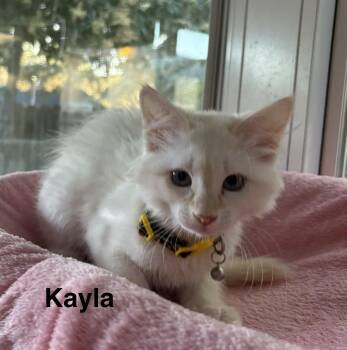 Kayla -  Siamese Cat for Adoption in Oakley, California - Kayla | PetCurious