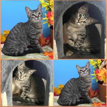 Rescue Tabby and Domestic Short Hair Cats for Adoption in Lubbock, Texas - Chesapeake | PetCurious
