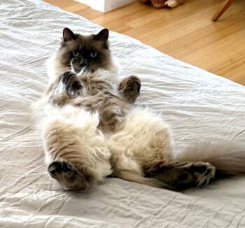 LENNON #1984 -  Himalayan and Siamese Cat for Adoption in Hillsboro, Oregon - LENNON #1984 | PetCurious