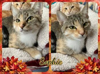 Rescue Domestic Short Hair Cats for Adoption in Corinth, New York - Sophie | PetCurious