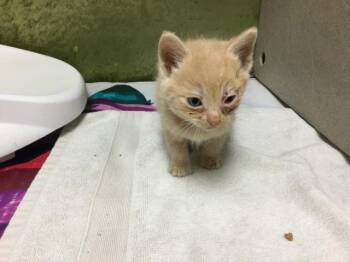Domestic Short Hair Cats Available for Adoption in Riverside, California - COTTON | PetCurious