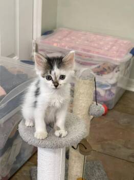 Abby -  Domestic Short Hair Cat for Adoption in Oviedo, Florida - Abby | PetCurious