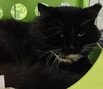 The Tux -  Tuxedo Cat for Adoption in Windsor, Connecticut - The Tux | PetCurious