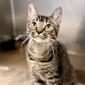 Mahdi -  Domestic Short Hair Cat for Adoption in Jackson Township, New Jersey - Mahdi | PetCurious