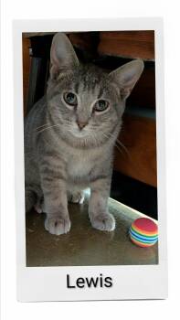 Lewis -  Domestic Short Hair Cat for Adoption in Caistor Centre, Ontario - Lewis | PetCurious