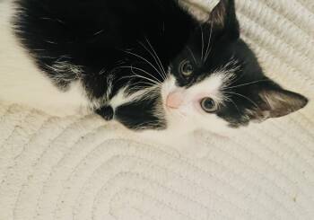 American Shorthair Cats Available for Adoption in Arlington, Texas - Callisto | PetCurious
