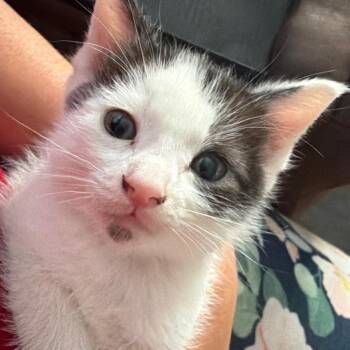Sunshine -  Domestic Short Hair Cat for Adoption in Keizer, Oregon - Sunshine | PetCurious