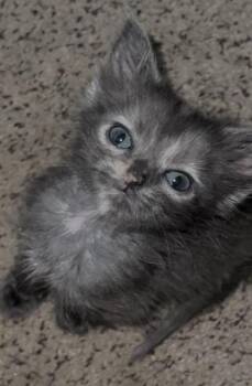 DOTTIE -  Domestic Short Hair Cat for Adoption in Colorado Springs, Colorado - DOTTIE | PetCurious