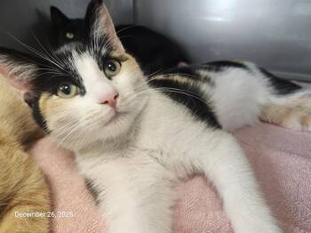 Domestic Short Hair Cats Available for Adoption in Santa Cruz, California - BETSY* | PetCurious