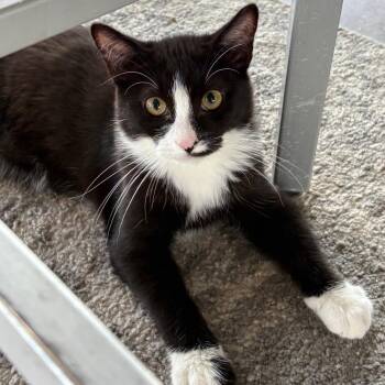 Tuxedo -  Domestic Short Hair Cat for Adoption in Leander, Texas - Tuxedo | PetCurious