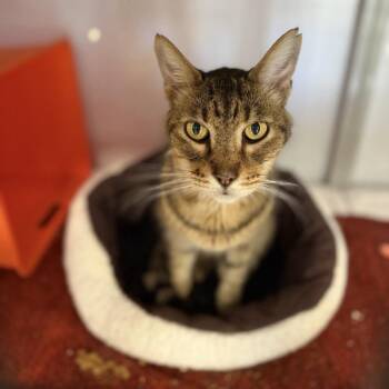 Lovebug -  Domestic Short Hair and Mixed Breed Cat for Adoption in Houston, Texas - Lovebug | PetCurious