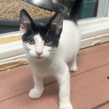 Albert Salami -  Domestic Short Hair Cat for Adoption in Fresno, California - Albert Salami | PetCurious