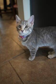 Mange -  Domestic Short Hair Cat for Adoption in Frisco, Texas - Mange | PetCurious