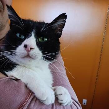 Rescue Domestic Short Hair Cats for Adoption in Lake Forest Park, Washington - Roscoe | PetCurious