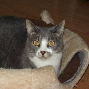 Dora -  Domestic Short Hair Cat for Adoption in Hailey, Idaho - Dora | PetCurious