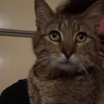 Buddy -  Domestic Short Hair Cat for Adoption in Granby, Missouri - Buddy | PetCurious