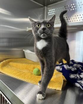 Domestic Short Hair Cats Available for Adoption - Guppy | PetCurious