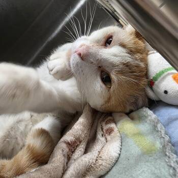 Domestic Short Hair Cats Available for Adoption in Renfrew, Pennsylvania - Banana Split | PetCurious