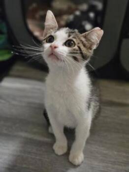 Jalapeno -  Domestic Short Hair Cat for Adoption - Jalapeno | PetCurious