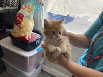 Puffy -  Domestic Long Hair Cat for Adoption in Salt Lake City, Utah - Puffy | PetCurious