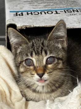 TOUKA -  Domestic Short Hair Cat for Adoption in Fort Lauderdale, Florida - TOUKA | PetCurious
