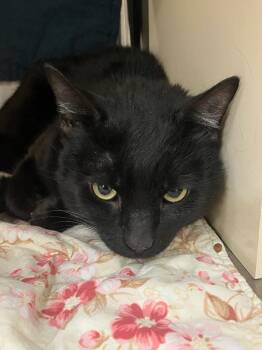 Domestic Long Hair Cats Available for Adoption - Marshall | PetCurious