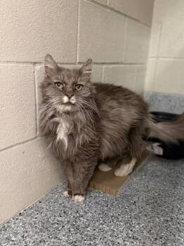 Domestic Long Hair Cats Available for Adoption in Fruit Heights, Utah - Shaq | PetCurious
