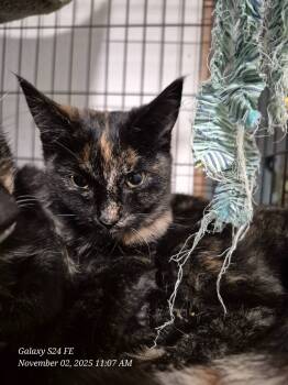 Rescue American Shorthair Cats for Adoption in Thompson Falls, Montana - Maci | PetCurious