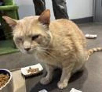 Domestic Short Hair Cats Available for Adoption in Fort Worth, Texas - Beals 990075 | PetCurious
