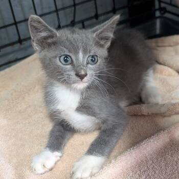 CAJC-Stray-173959_2 -  Domestic Short Hair Cat for Adoption in Jefferson City, Tennessee - CAJC-Stray-173959_2 | PetCurious