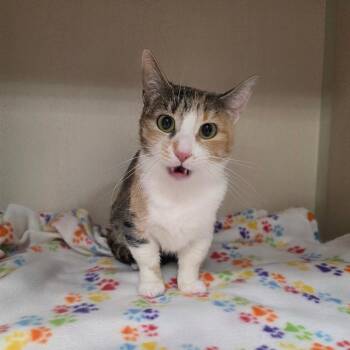 Domestic Short Hair and Munchkin Cats Available for Adoption in Great Falls, Montana - Peanut | PetCurious