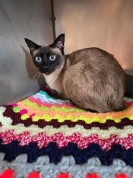 Kat -  Siamese Cat for Adoption in Pine Grove, Pennsylvania - Kat | PetCurious