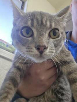 Domestic Short Hair Cats Available for Adoption in Klamath Falls, Oregon - Daffodil | PetCurious