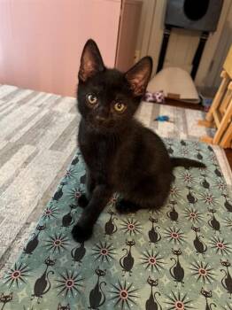 ROME -  Domestic Short Hair Cat for Adoption in Sacramento, California - ROME | PetCurious