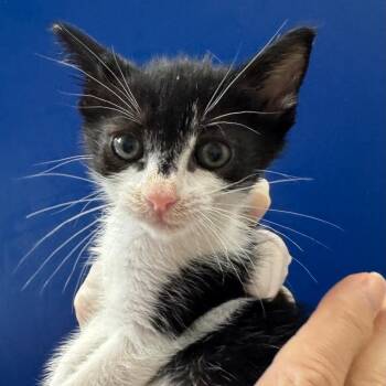 Eeny -  Domestic Short Hair Cat for Adoption in Grantsville, Utah - Eeny | PetCurious