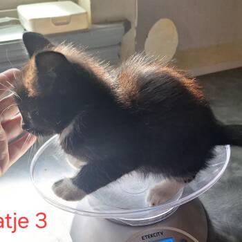 Letti -  Domestic Short Hair Cat for Adoption in Grantsville, Utah - Letti | PetCurious
