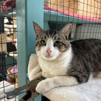 Domestic Short Hair Cats Available for Adoption in Los Angeles, California - Shiloh | PetCurious